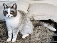 遺伝子の突然変異により猫の新たな毛色が誕生「サルミアッキ」と命名