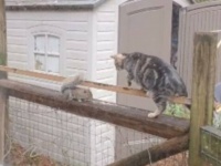 食事中やから邪魔せんといてくれる？窓の外のリス、猫の出すちょっかいをものともせずにご飯を食べ続ける