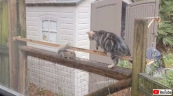 食事中やから邪魔せんといてくれる？窓の外のリス、猫の出すちょっかいをものともせずにご飯を食べ続ける