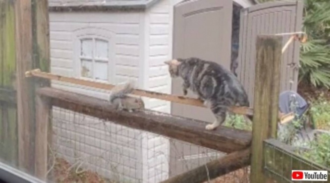 食事中やから邪魔せんといてくれる?窓の外のリス、猫の出すちょっかいをものともせずにご飯を食べ続ける