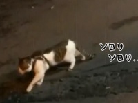 そういうのやめろって言ったろ！猫に戦いを挑もうとした猫、犬により強制退場