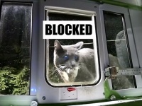 猫って贈り物が好きな生き物やから...動物の死骸を持ってきた猫の侵入を防ぐ猫用ドアが開発される