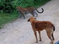 「何すんねん、ざけんなゴルァ、しばいたろかワレ（意訳）！」ヒョウ 対 犬、勝つのはどっち？