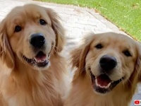 天国のお姉ちゃんへ…ボクに妹ができたんだよ！ゴールデンの弟犬、大好きだった姉を偲んで花を植える