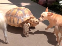 犬と亀、たとえ種族は違っても親友だよ！庭のケヅメリクガメになついてしまった保護子犬