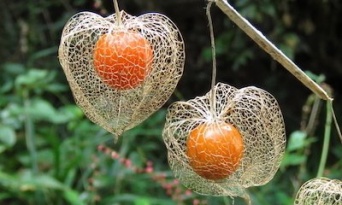 透かして見える、紅い宝石「虫鬼灯」　自然界が生んだ職人技に見惚れちゃう