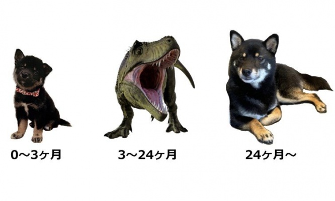 飼い主の皆さん「激しく同意」「ティラノサウルスだった」　柴犬の成長過程には「恐竜時代」があるらしい