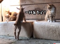 生まれたばかりの子ヤギが初めて猫と遭遇。友達になりたくて近づいてきた