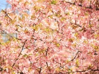 3月17日、京成船橋駅付近にある本町中央公園にて（編集部撮影）