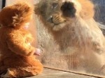 【激かわ動画】赤ちゃんとライオン、互いに意思疎通！？