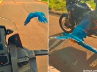 おいらも助太刀するぜ！美しいコンゴウインコが2人の警察官のバイクパトロールに同行