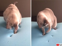 押しても戻る、だと？低反発マットレスに驚きを隠せない猫の物理学実験