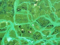 植物のように光合成する衣服が開発される。藻類を使用し二酸化炭素を酸素に変える（カナダ研究）