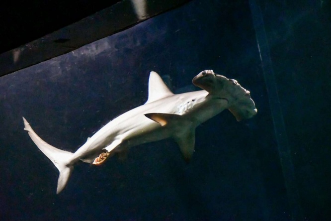 腸洗い（画像提供：夢海＠604魚種食べた人(＠YUMEUMI27)さん）