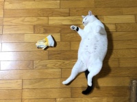 飼い主さんの匂いがするのだろうか...？（写真はツイートより、編集部でトリミング）