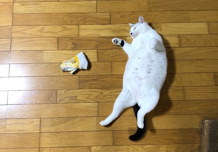 飼い主さんの匂いがするのだろうか...？（写真はツイートより、編集部でトリミング）