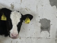 「もしかして世界地図作ろうとしてる？」　牛が披露した〝天才的作品〟に6.6万人驚がく