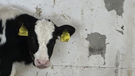 「もしかして世界地図作ろうとしてる？」　牛が披露した〝天才的作品〟に6.6万人驚がく