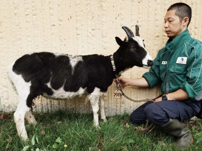 羊の「アズキ」さんと飼育員のアフター（画像は金沢動物園提供）