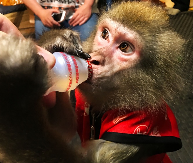 魅惑グルメ お猿さんがいる居酒屋キターーー 接客するのはモンキーなんだよぉぉおおお かやぶき デイリーニュースオンライン