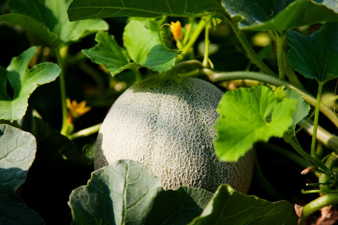 melon-image1