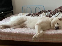 夢の中では二足歩行？　寝相が人間すぎる秋田犬、激写される