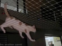 「本当に心配したんだから！」トルコの居候猫PJ、庭から一度脱走し、その後自力で帰還を果たす