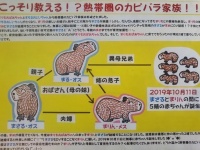 草津熱帯圏のカピバラの解説　（画像提供はすべて草津熱帯圏）