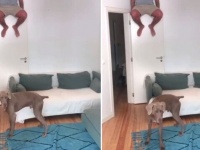 犬と猫「声はするけど姿は見えない？」飼い主さんに呼ばれて飛んできてきょとんなペットたち