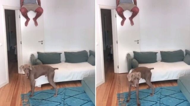 犬と猫「声はするけど姿は見えない？」飼い主さんに呼ばれて飛んできてきょとんなペットたち