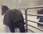 【シンクロ率100%】吹雪の中を意気揚々と小屋から飛び出した馬の反応が笑える！