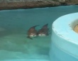 「たぶん日本一」「これになりたい人生だった」　鹿児島・平川動物公園の〝超絶なかよしカワウソ〟に4.4万人もん絶