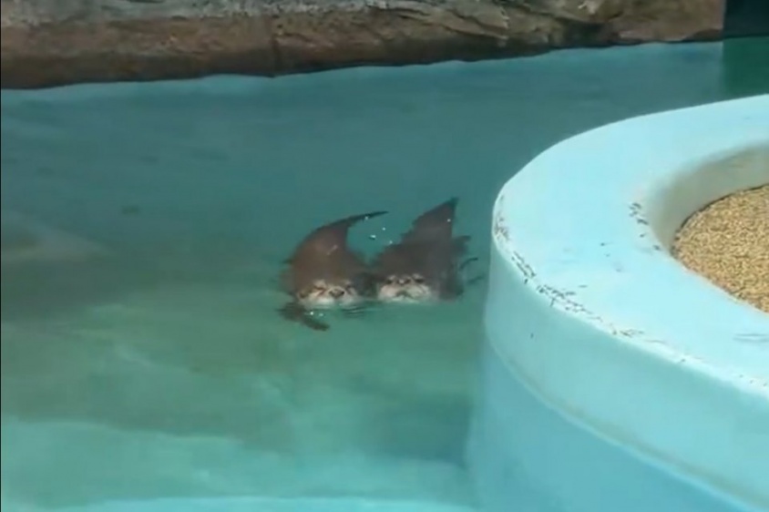 「たぶん日本一」「これになりたい人生だった」　鹿児島・平川動物公園の〝超絶なかよしカワウソ〟に4.4万人もん絶