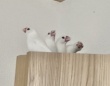 「フォーメーション完璧すぎwww」「げきかわ」 文鳥たちによる〝ちゅんちゅんトレイン〟に2.3万人感心