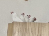 「フォーメーション完璧すぎwww」「げきかわ」 文鳥たちによる〝ちゅんちゅんトレイン〟に2.3万人感心