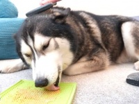 犬だっていつもモフられたいわけじゃない？「ブラッシングいや～ん」と迷惑そうなハスカミュート