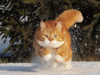寒冷地仕様だから雪に強し！ロシアの猫、ジンジャーの日常