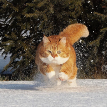 寒冷地仕様だから雪に強し！ロシアの猫、ジンジャーの日常