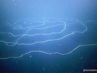 地球内異世界探訪。螺旋状に渦を巻くスーパーロングなひも状の生物（オーストラリア）