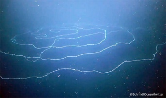 地球内異世界探訪。螺旋状に渦を巻くスーパーロングなひも状の生物（オーストラリア）