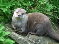 コツメカワウソ（Sean Murrayさん撮影、Wikimedia Commons