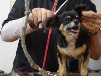 10分が限界！ヘアカットに耐えられなかった犬の姿をごらんください（アメリカ）