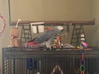 おしゃべり上手なヨウム「うるさい！黙れ！静かにしろ！」と、同居猫の鳴き声に小言を言い続ける