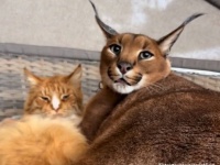 ワイルドなカラカルのイエネコに対する愛情がすごい。飼い主が近づいただけでキシャーッ！