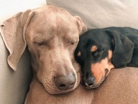 心に大きな傷を負った犬、新しい友達の出現でトラウマを克服（オーストラリア）