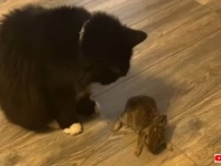 「お願い、外に連れてって放してあげて！」愛猫が外からくわえてきたウサギに飼い主さんショックを受ける
