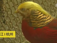 中国の動物園でトランプそっくりのキジが発見される