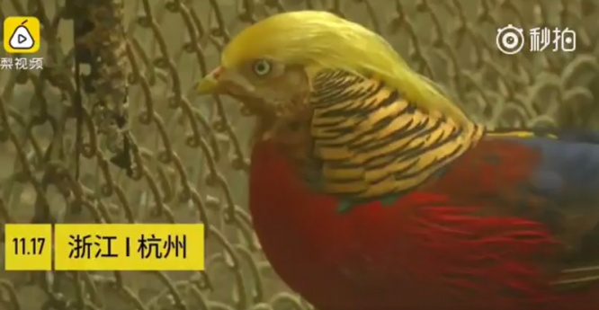 中国の動物園でトランプそっくりのキジが発見される