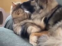 ロシア産猫とアメリカ産犬、もふともふが癒しの競演で世界が平和に思えてくる動画