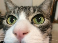 カリスマ猫カメラマンが「猫を可愛く撮影するテクニック」を伝授！ネット上で話題に